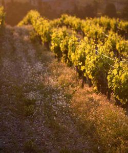 DOSTERRAS Denominación Origen Montsant Vinos de autor Cataluña
